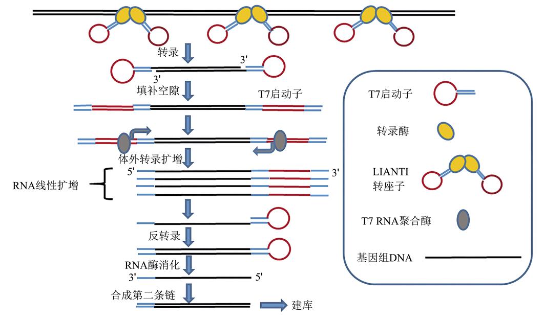 单细胞全基因组扩增技术与应用
